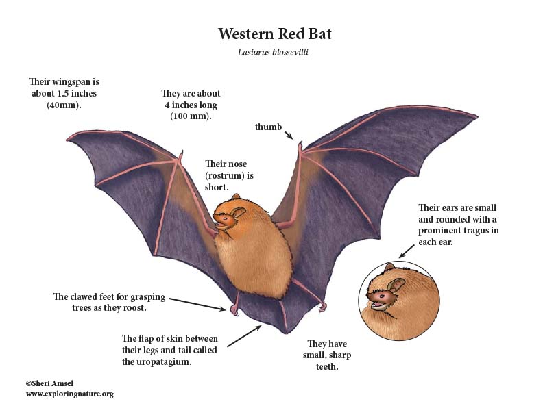 Bat Western Red bat-western-red