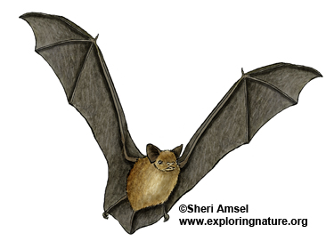 Bat (Big Brown)
