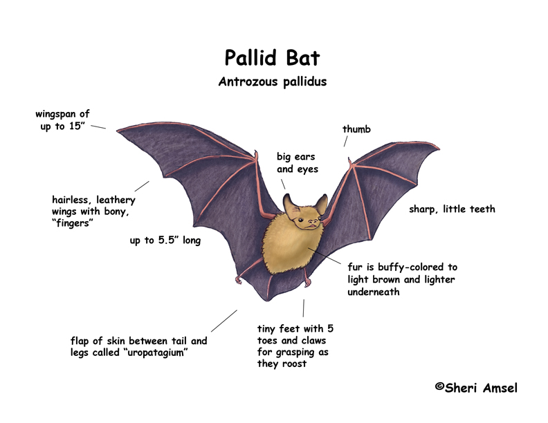 Bat (Pallid)