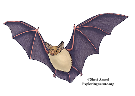 Bat (Pallid)
