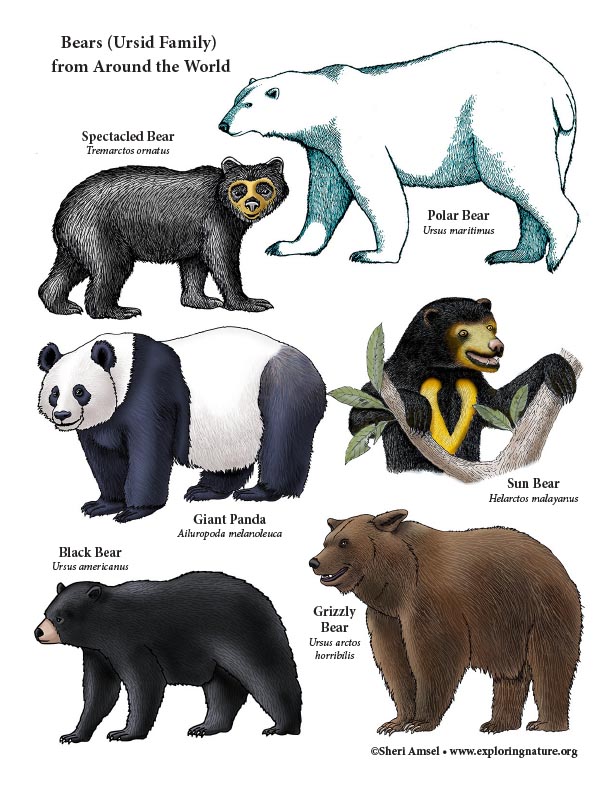 Bears of the World Poster