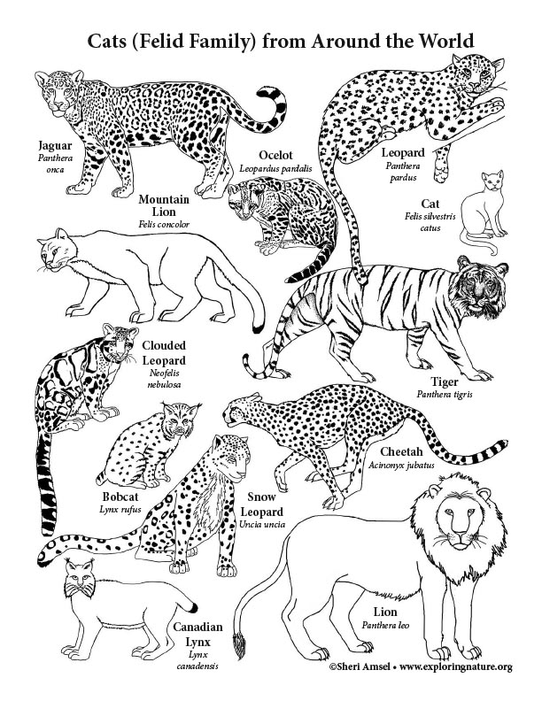 bobcat coloring page
