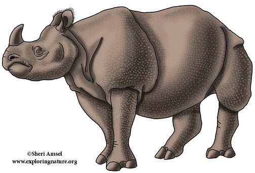 Rhinoceros (Indian) or Greater One-horned Rhinoceros Rhinoceros (Indian) or Greater One-horned Rhinoceros