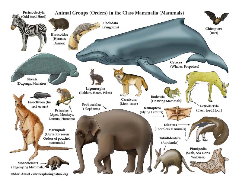 Class - Mammals (4th Grade and up)