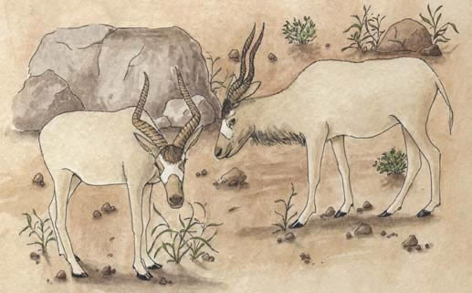 Antelope (Addax)