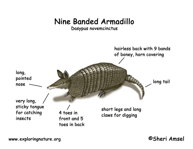 Armadillo (Nine Banded) Body Diagrams and Habitat Posters