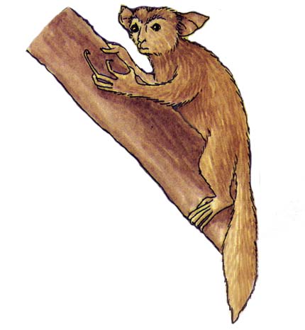 Aye Aye