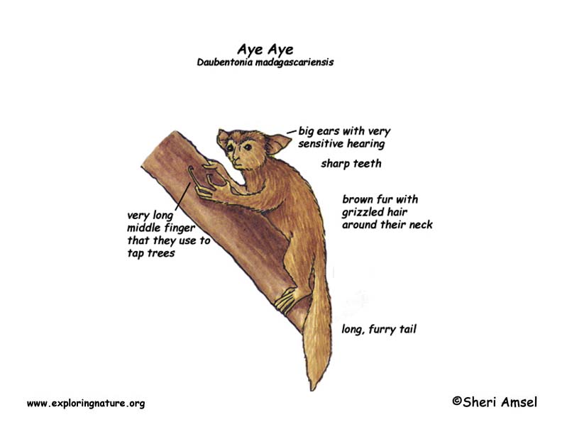 Food web diagram