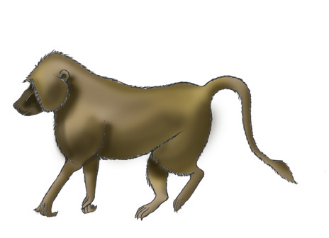 Baboon