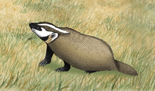 Badger (American)