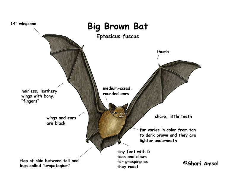 Bat (Big Brown)