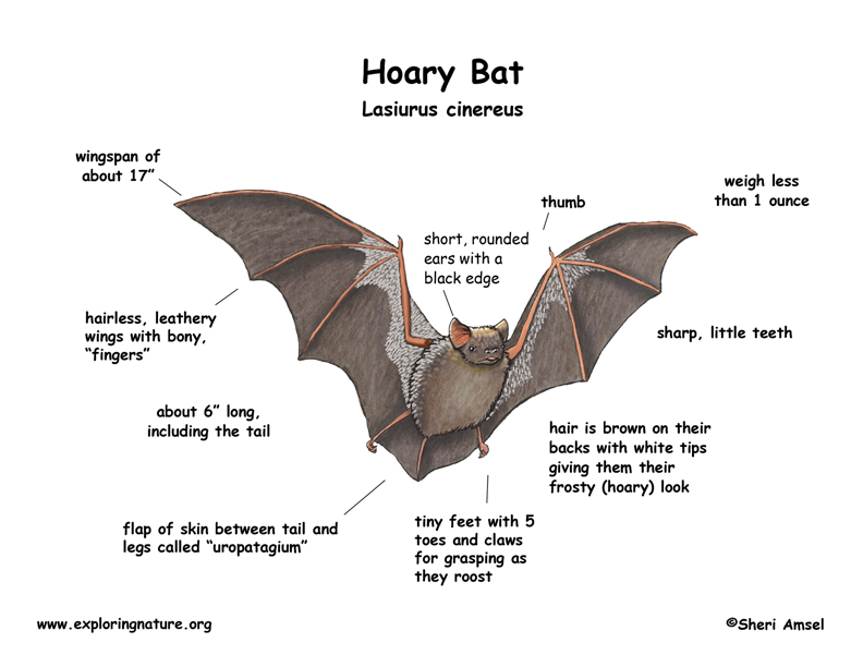 What is the lifespan of a bat?