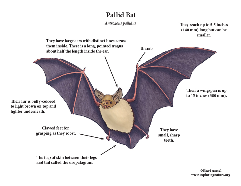 Bat Anatomy