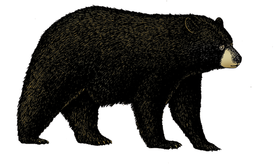 Bear (Black)