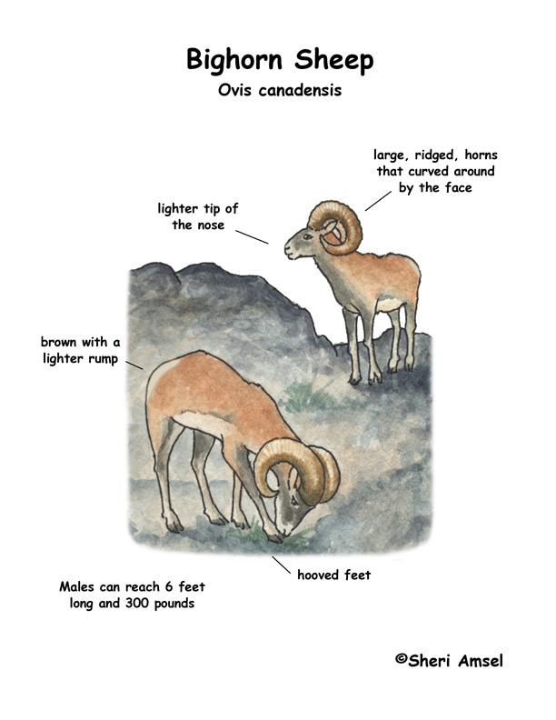 Bighorn Sheep