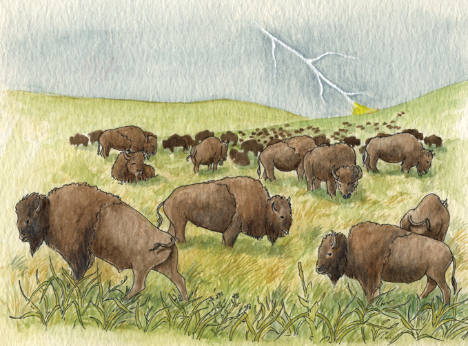 Bison Illustration