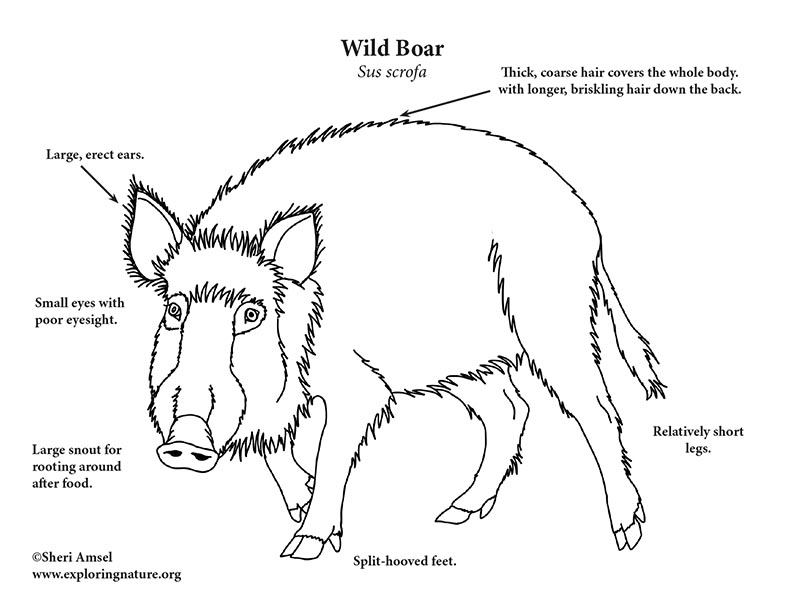 wild Boar Coloring Page