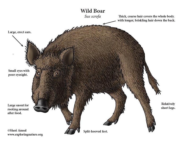 wild boar.