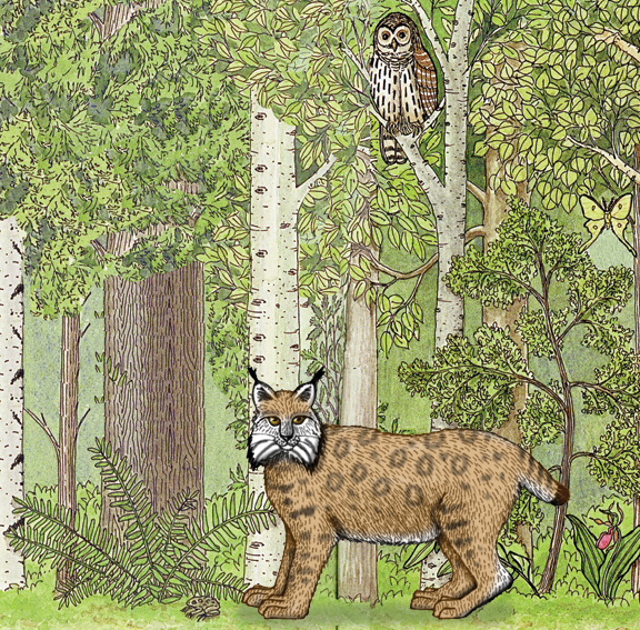 Bobcat