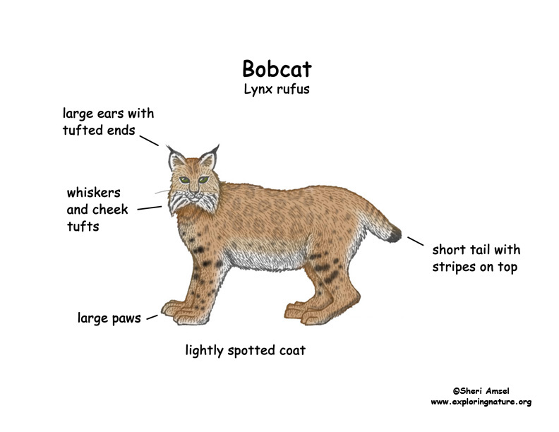 Bobcat перевод