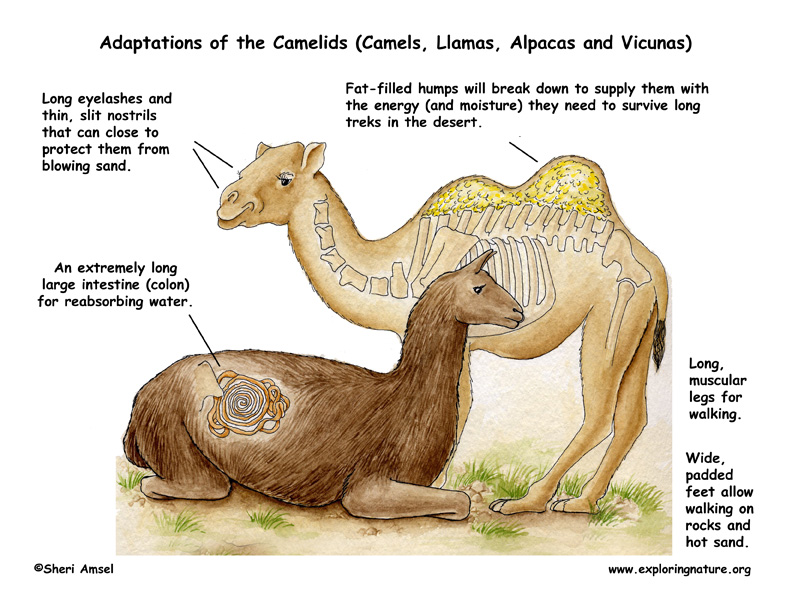 Adaptations of the Camels