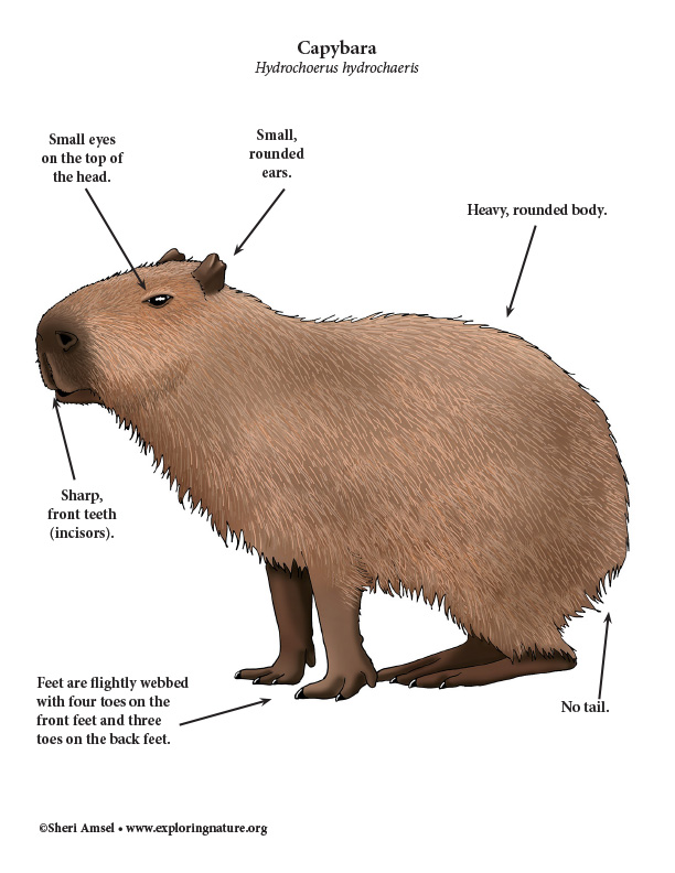 The Verge Review of Animals: the capybara - The Verge