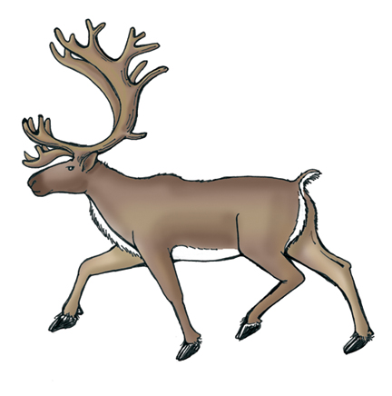 Caribou
