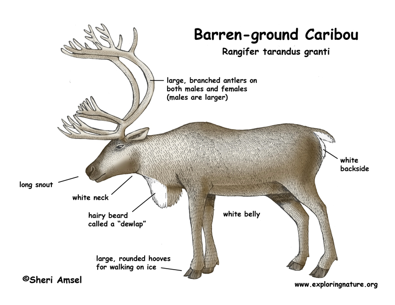 Caribou Barren ground And Woodland caribou-barren-ground-and-woodland
