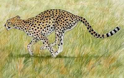 Adaptations of the Cheetah