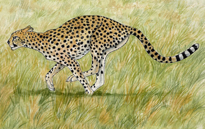 Cheetah Life Size – Foot Down – 2012