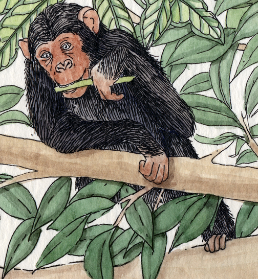 Chimpanzee