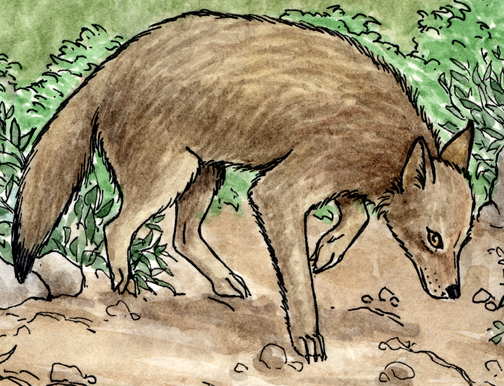 Coyote