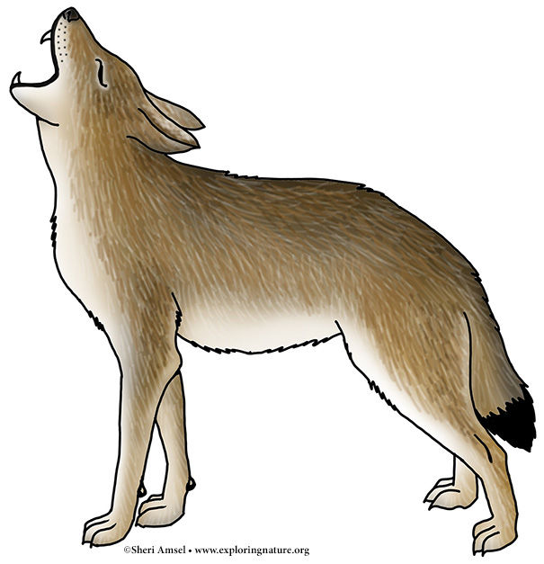 Coyote