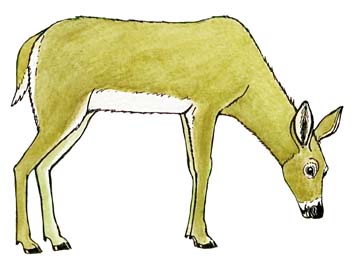 Deer (White-Tailed)