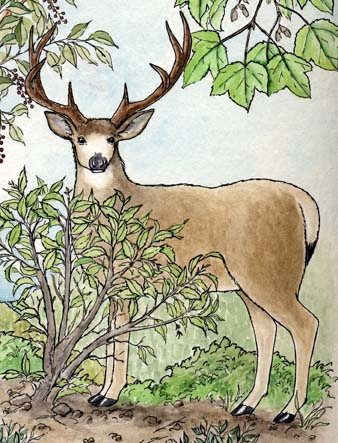 Deer (Mule)