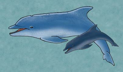 Dolphin (Bottlenose)