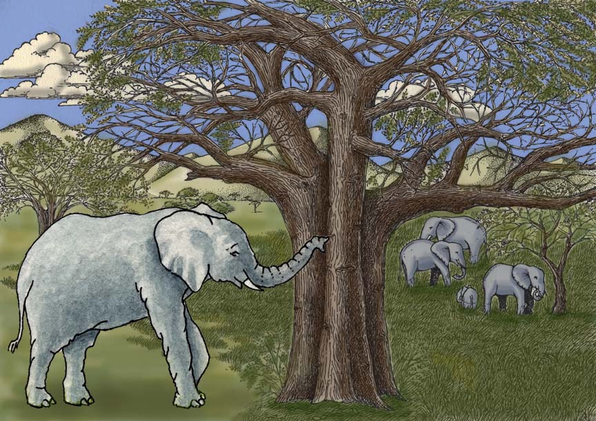 Elephant African Body Diagrams And Habitat Posters