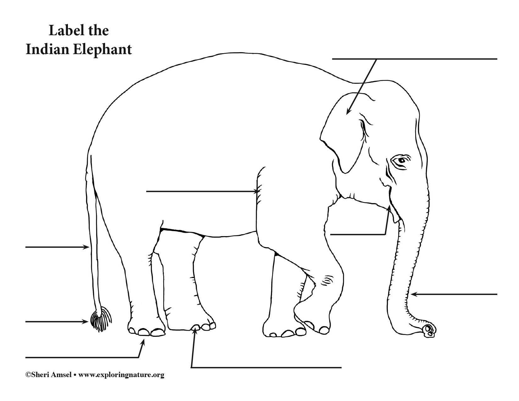 Elephant (Asian) Labeling Page