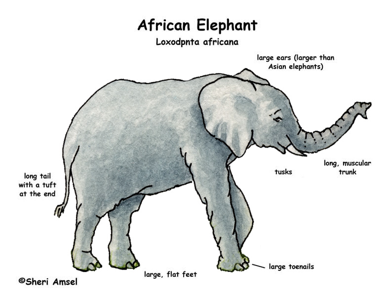 Elephant Classification Chart