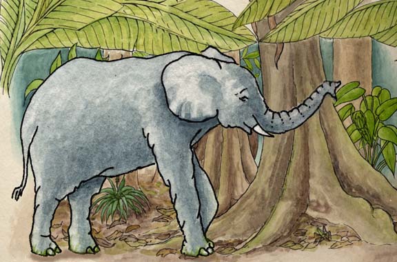 Elephant Asian Body Diagrams And Habitat Posters
