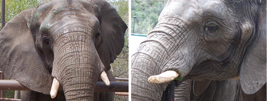 Elephants Know Themselves