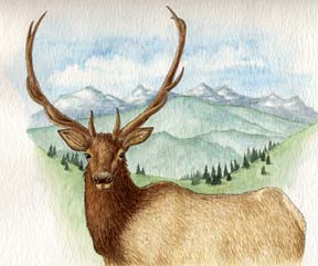 Elk (American)