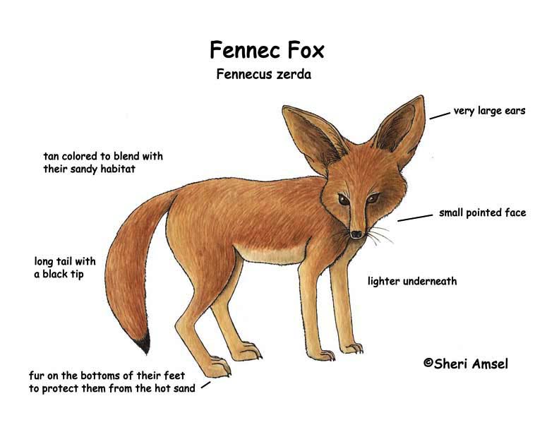 Fox (Fennec)