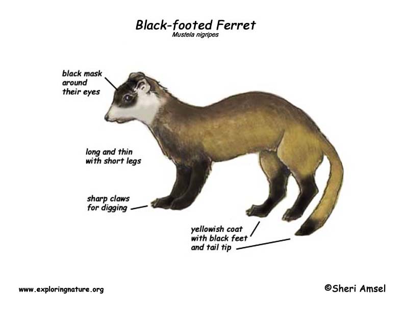Ferret (Black-footed)