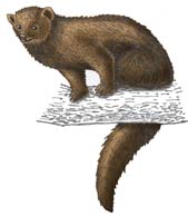 Fisher