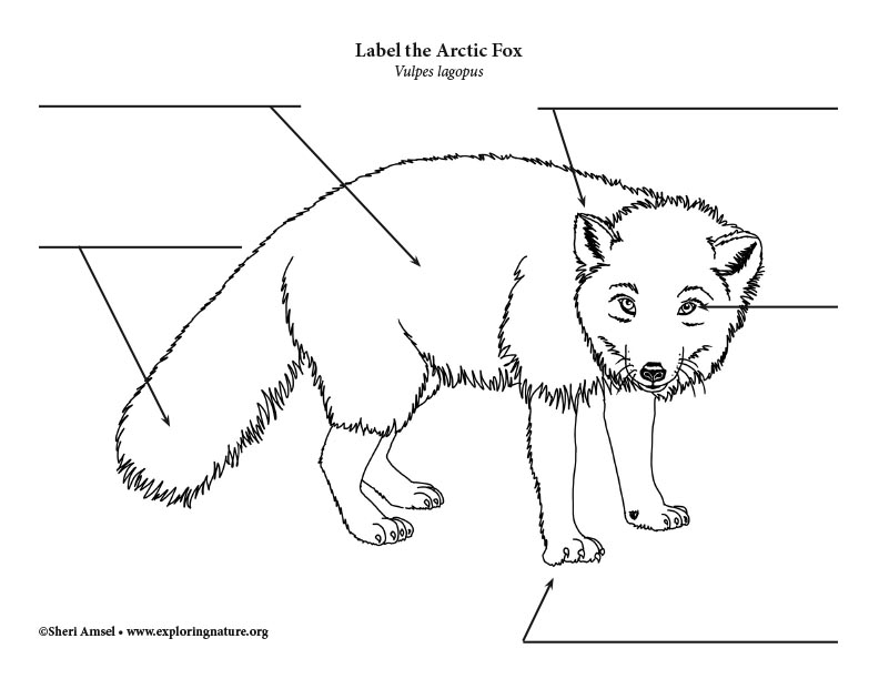 Fox (Arctic) Labeling Page