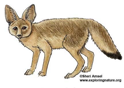 Fox (Kit)