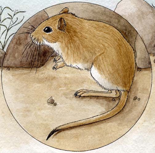 Gerbil (Mongolian)