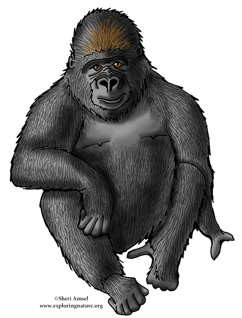 Gorilla