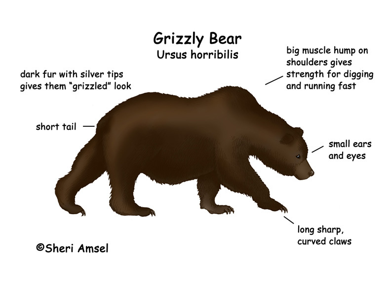 Bear (Grizzly)